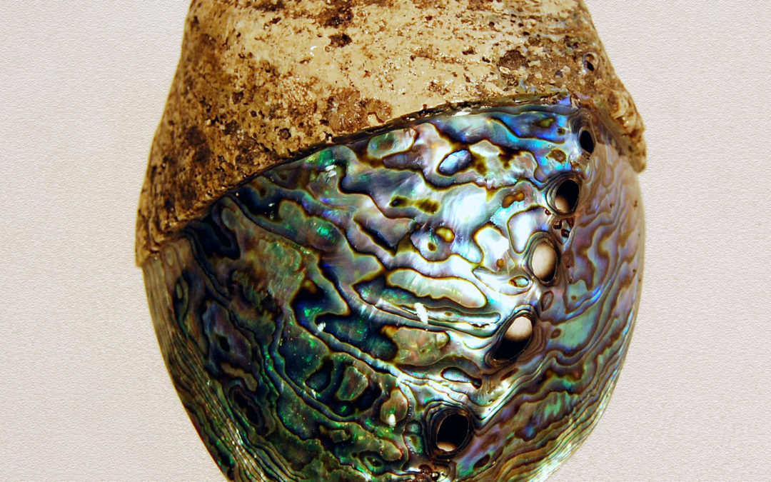 Get to know mother-of-pearl better with Benoit Guirlet, specialist trader