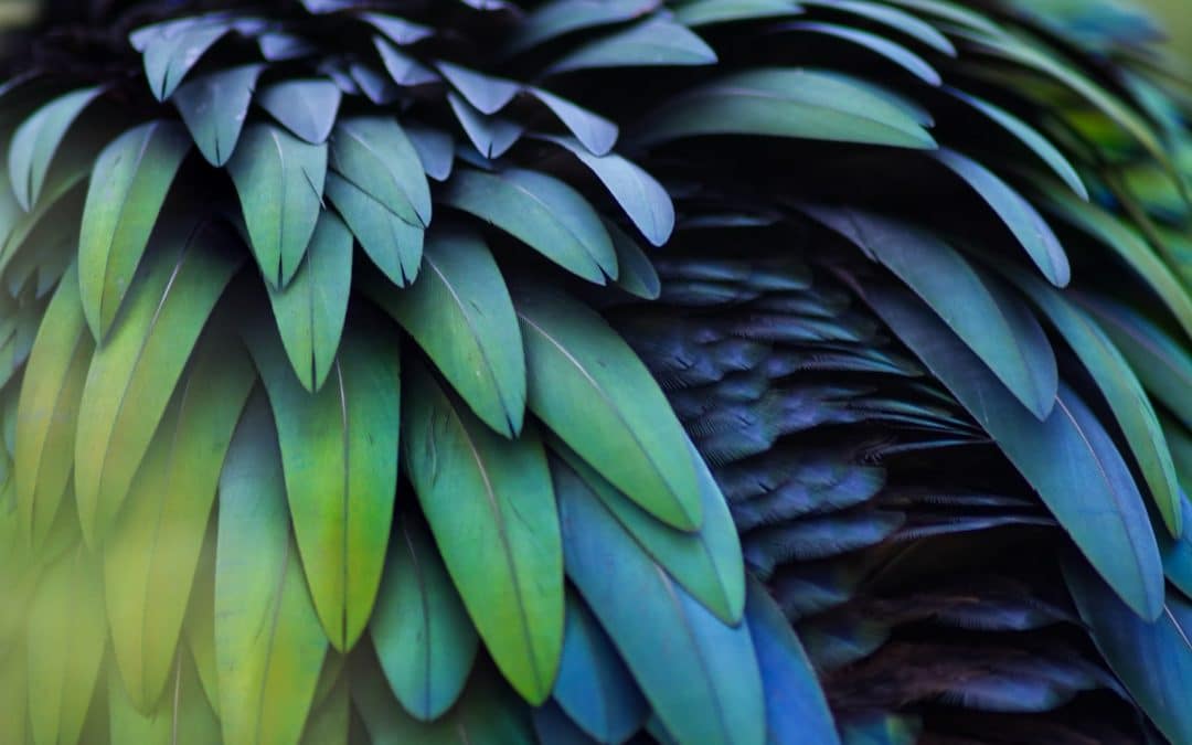 Feathers